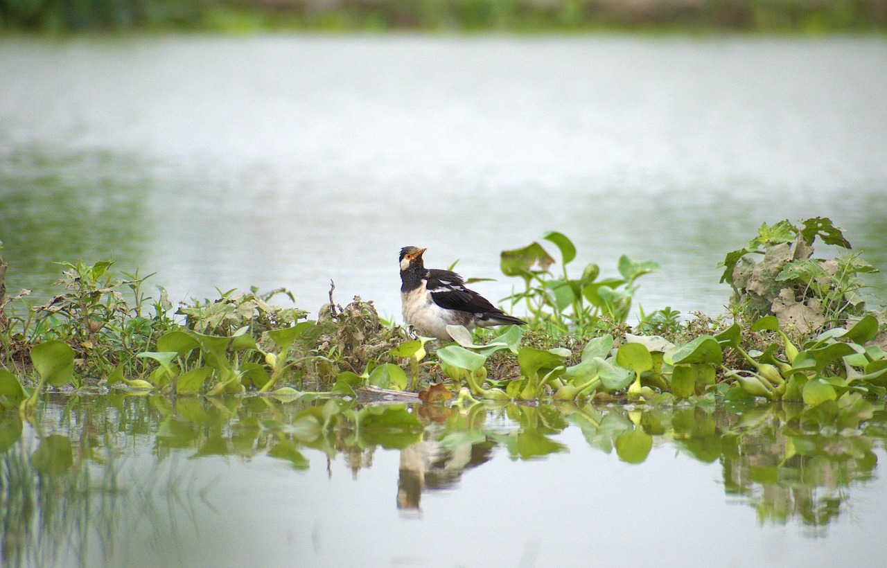 a couple of birds that are standing in the water, by David Garner, flickr, bangladesh, sitting at a pond, 1 male, jia