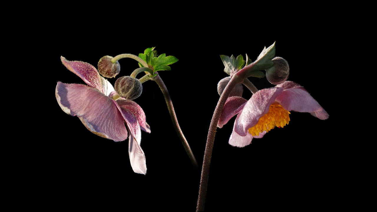 a close up of a flower on a black background, a digital rendering, by Dietmar Damerau, hyperrealism, panorama, carnivorous plants, dead but beautiful. poppies, light pink tonalities