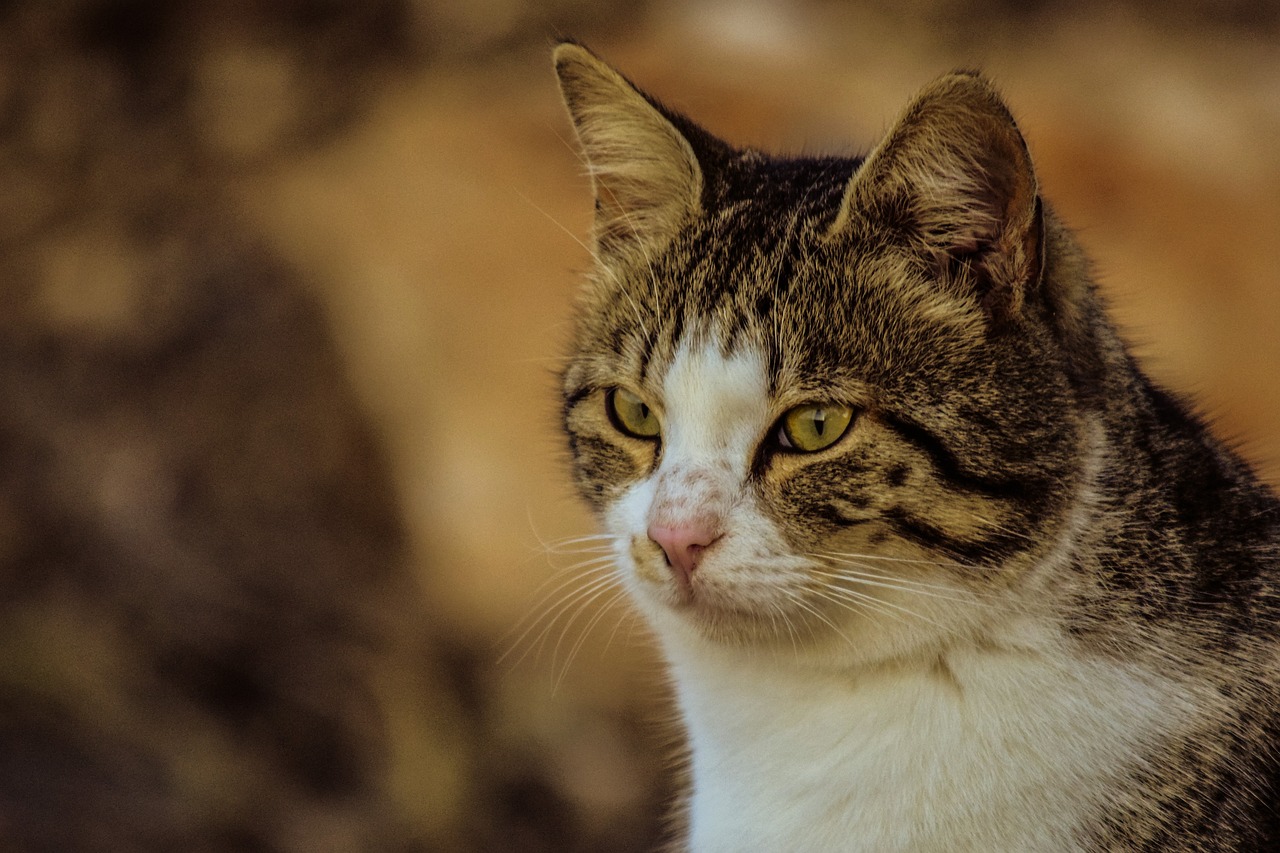 a close up of a cat with a blurry background, a picture, by Zoran Mušič, shutterstock, realism, close up shot a rugged, full profile, “portrait of a cartoon animal, warrior cats