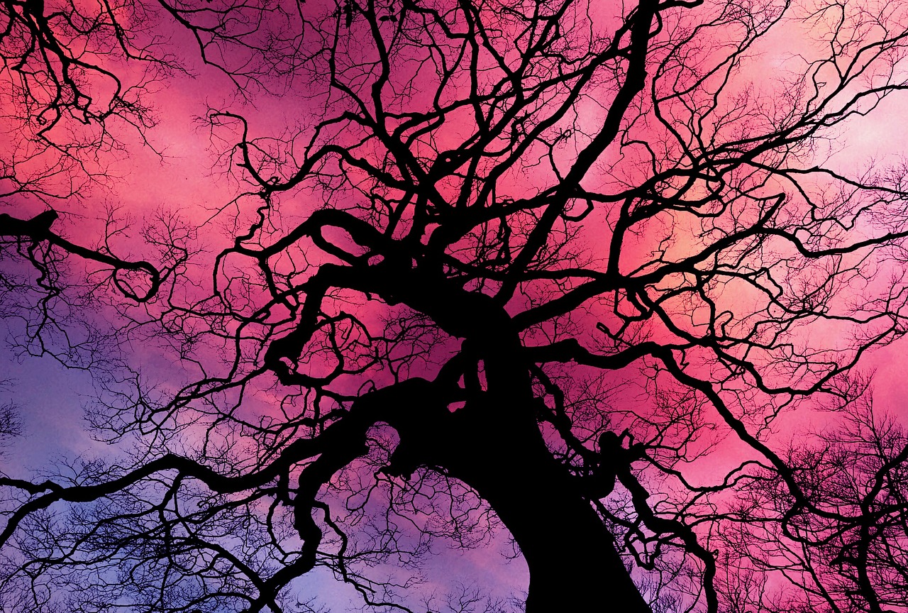 a tree is silhouetted against a pink and purple sky, inspired by Eyvind Earle, flickr contest winner, fractal veins, 3/4 view from below, high contrast!!, oak tree