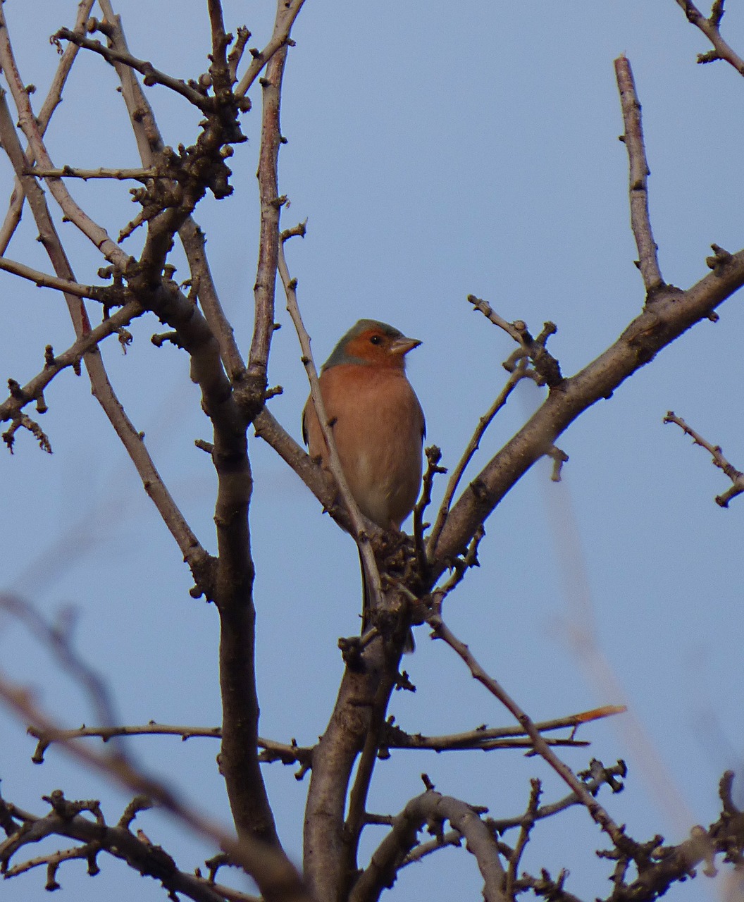 a bird sitting on top of a tree branch, by Robert Brackman, flickr, !female, blush, green head, caramel