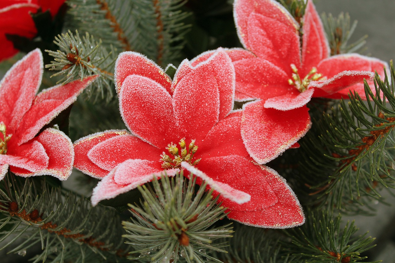 a close up of a plant with frost on it, folk art, japanese flower arrangements, christmas tree, high quality product image”, red flowers