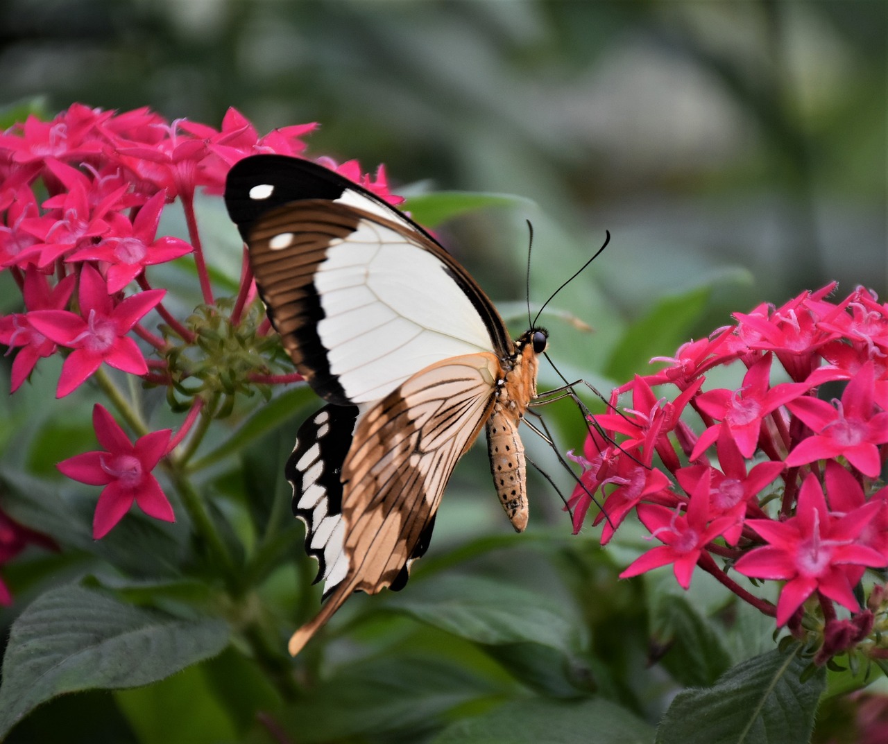 a close up of a butterfly on a flower, a picture, by Gwen Barnard, shutterstock, picture taken in zoo, full length photo, jasmine, photo taken in 2018