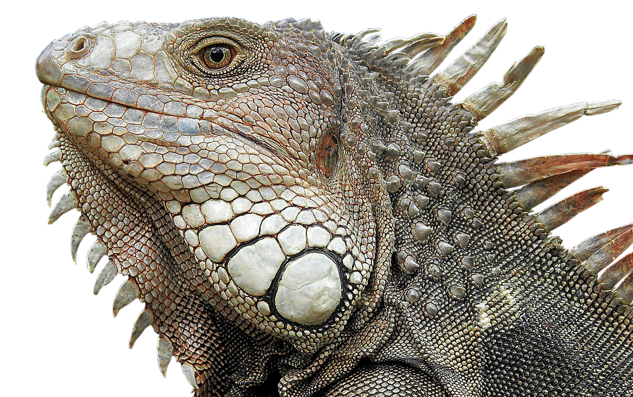 a close up of a lizard on a black background, a photo, by Robert Noble, featured on zbrush central, photorealism, iguana, highly detailed muted colors, detailed head, intricately detailed scales