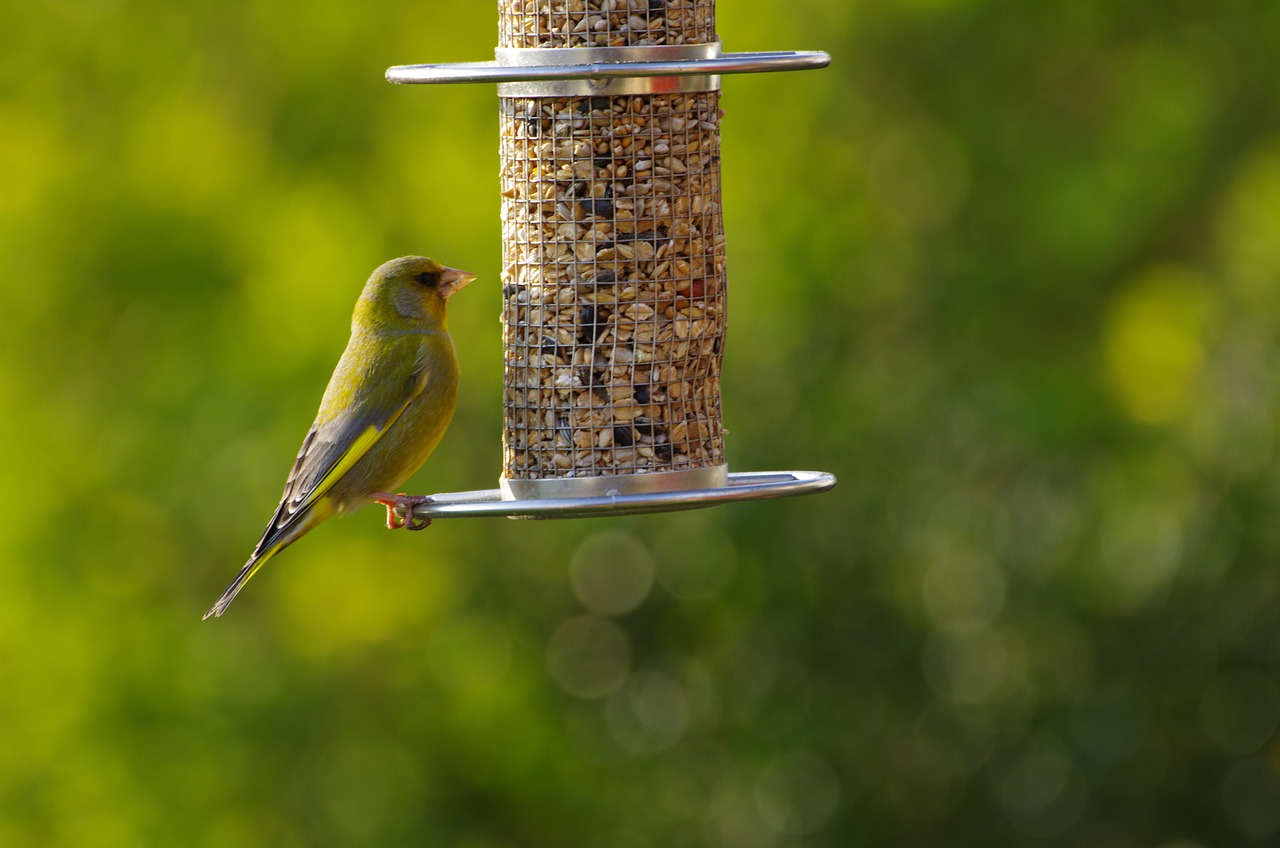 a bird that is sitting on a bird feeder, a picture, by Paul Bird, pexels, pollen, full view with focus on subject, evening sunlight, illustration!