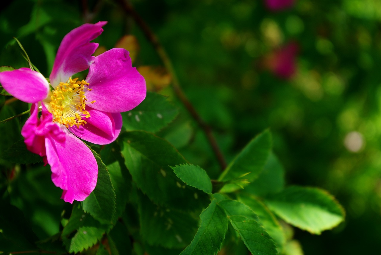 a close up of a pink flower with green leaves, by Jan Rustem, unsplash, romanticism, rose-brambles, wide establishing shot, banner, high-resolution photo