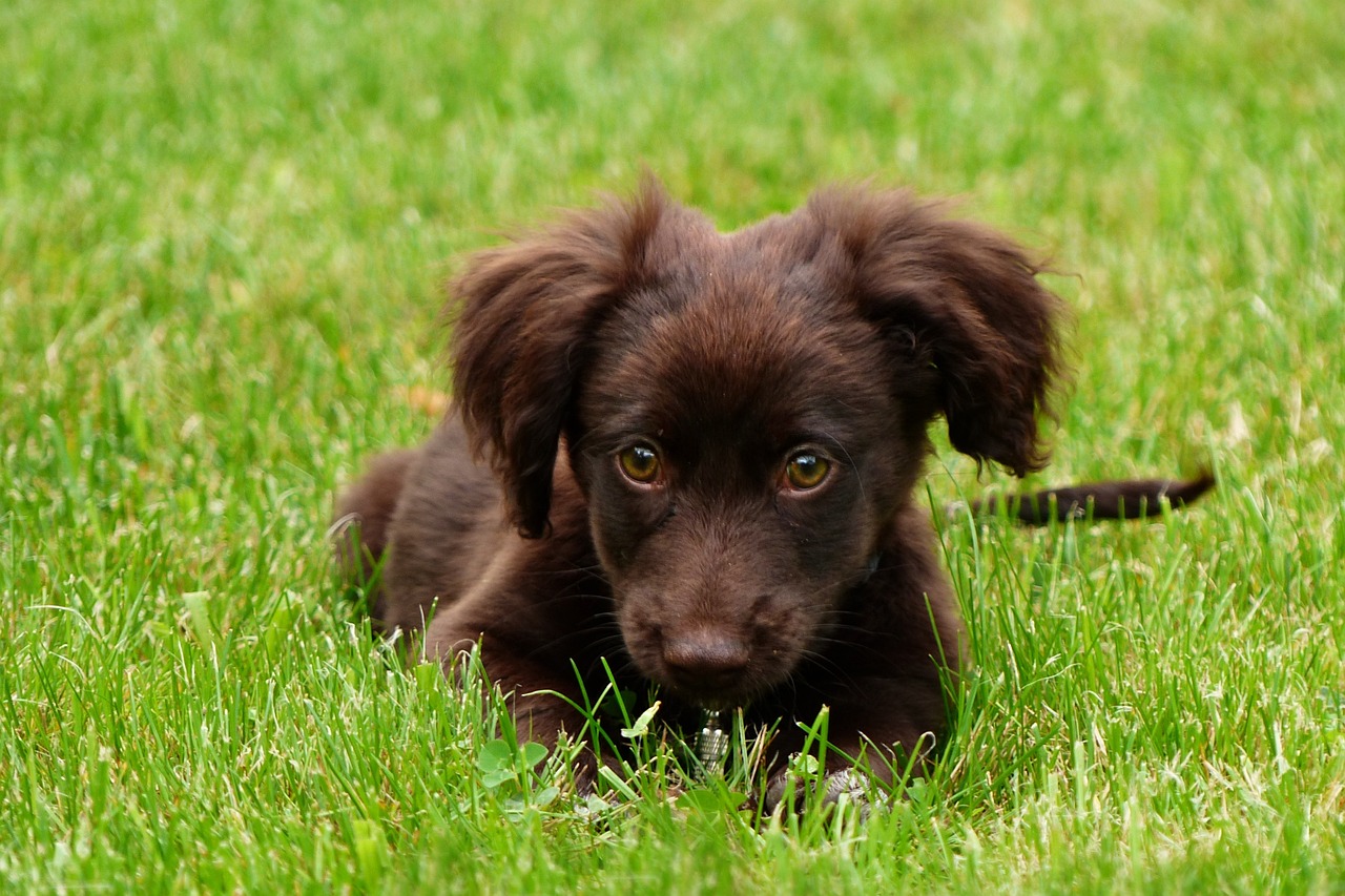 a brown dog laying on top of a lush green field, a picture, by Istvan Banyai, pixabay, renaissance, chocolate, cute eyes, just a cute little thing, 35mm of a very cute