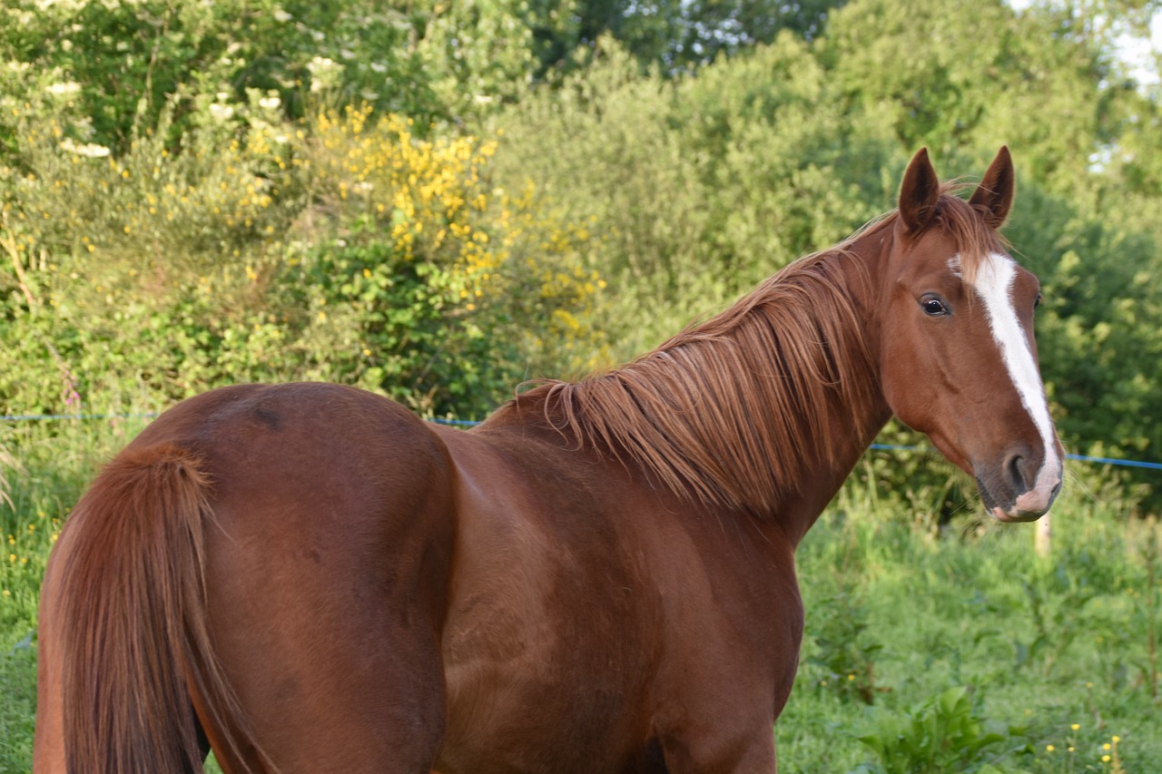 a brown horse standing on top of a lush green field, a portrait, figuration libre, photo 4 k, red hair and attractive features, side view from afar, detailed zoom photo