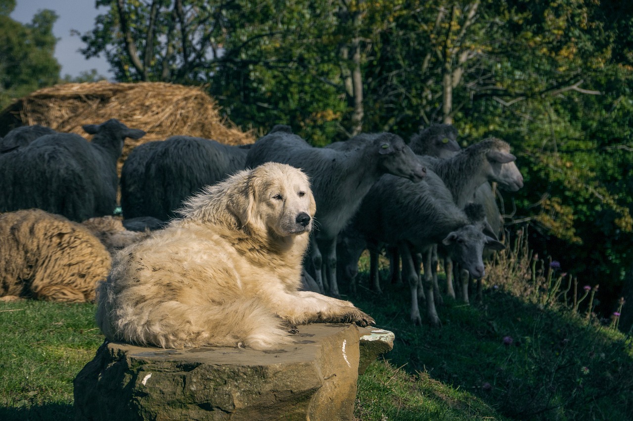 a dog that is laying down in the grass, inspired by Edwin Landseer, shutterstock, baroque, standing beside a sea sheep, taken in zoo, golden retriever, sitting on a stone throne