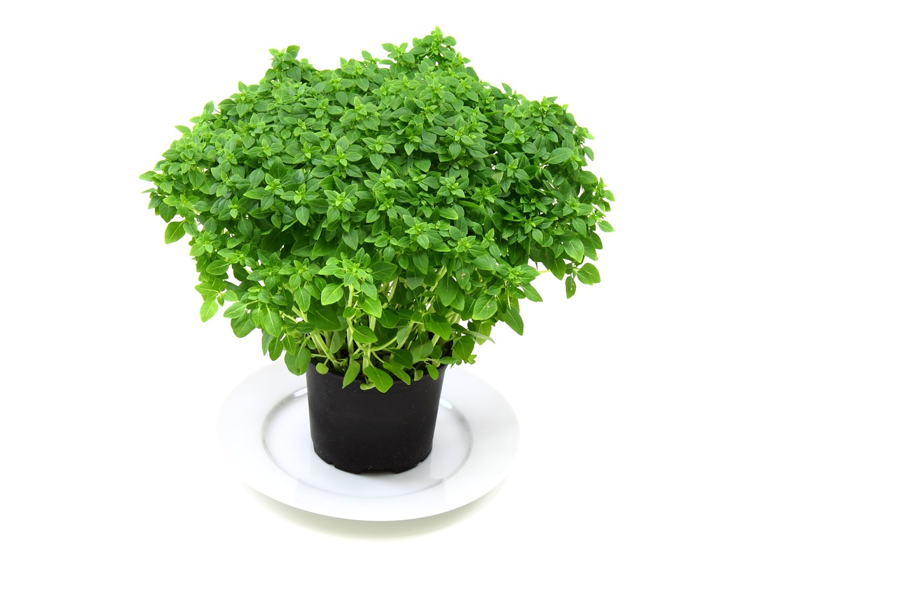 a potted plant sitting on top of a white plate, a photo, shutterstock, very large basil leaves, on white background, high res photo