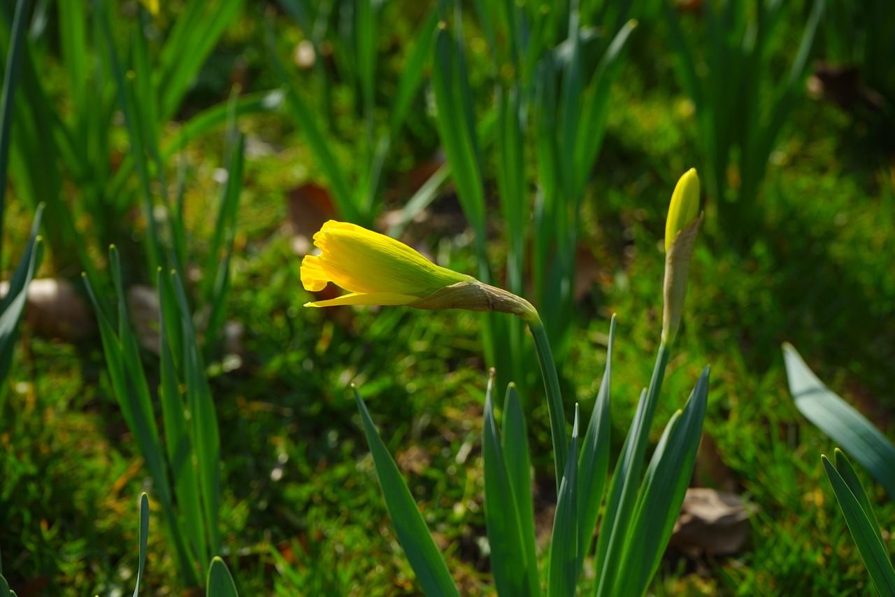 a yellow flower sitting on top of a lush green field, a picture, by Robert Brackman, early spring, closeup photo, myth of narcissus, very sharp photo