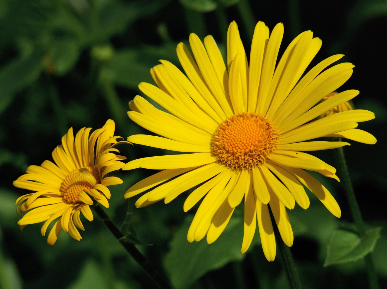 a couple of yellow flowers sitting next to each other, by Dietmar Damerau, flickr, giant daisy flower over head, flowers and stems, herb, full sun