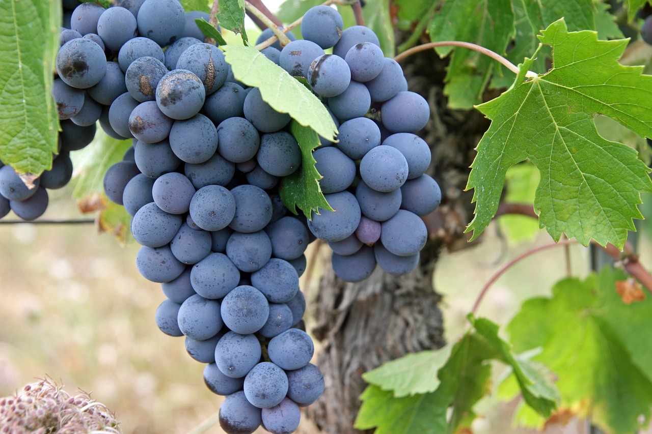 a bunch of blue grapes hanging from a vine, flickr, renaissance, wine-red and grey trim, amaro, edible, high quality product image”