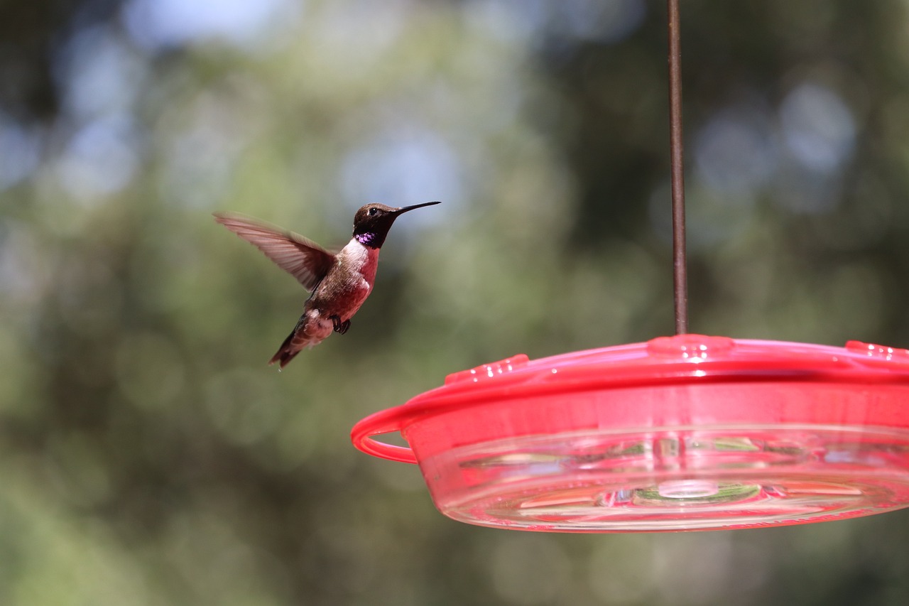 a hummingbird flying towards a red bird feeder, by Jim Nelson, purple. smooth shank, seen from below, looking to camera, in a red dish