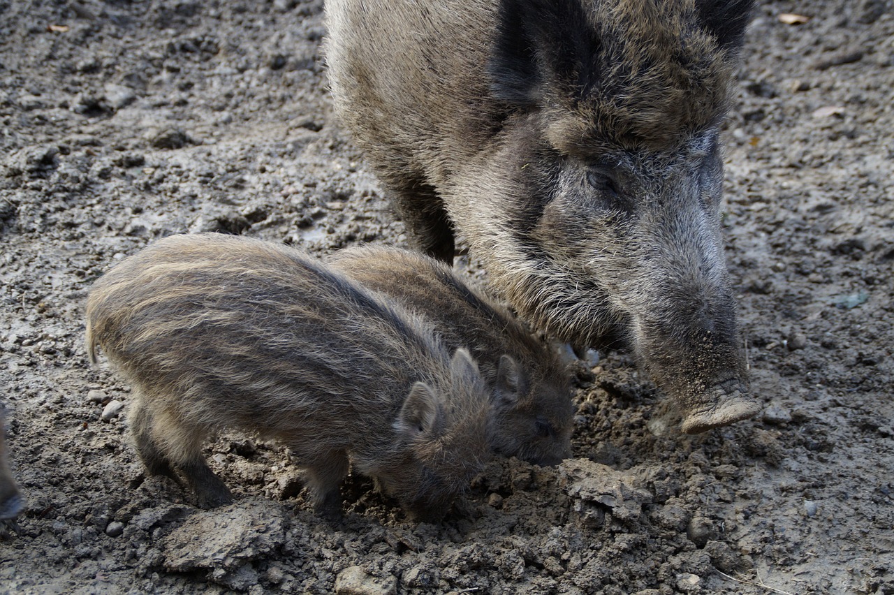 a couple of boars that are standing in the dirt, photograph credit: ap, ( ( illustration, pregnancy, a close-up