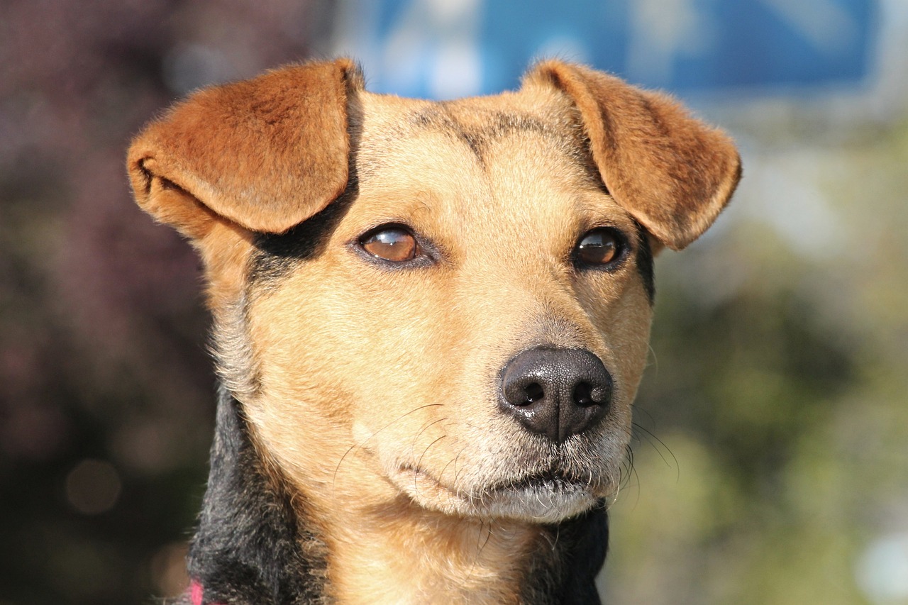 a close up of a dog with a street sign in the background, a portrait, inspired by Elke Vogelsang, pixabay, short brown hair and large eyes, profile picture 1024px, shaded, front face