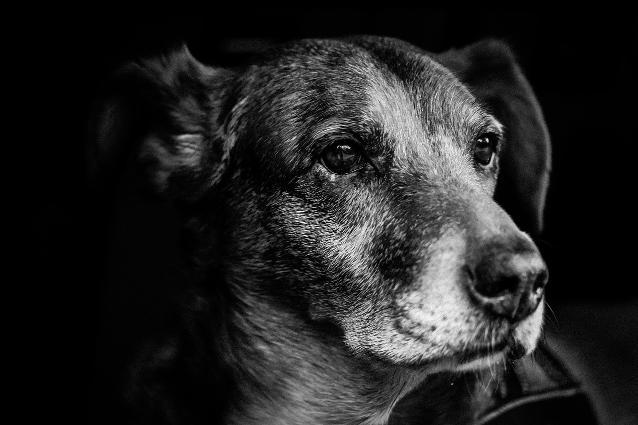a black and white photo of a dog, by Adam Marczyński, unsplash, photorealism, an elderly, portrait of zelda, high contrast 8k, portrait of a slightly rusty