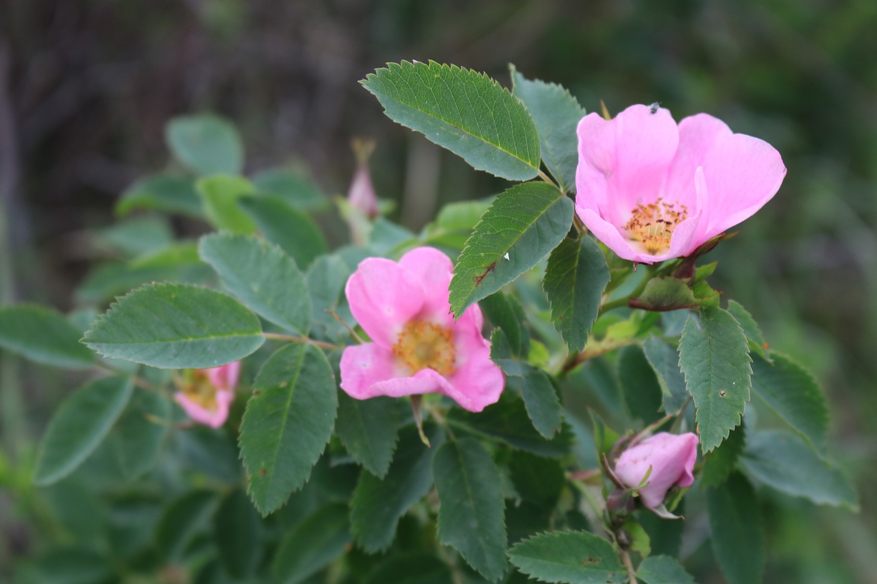 a close up of a pink flower with green leaves, by Lorraine Fox, rumble roses, wild foliage, rose twining, male and female