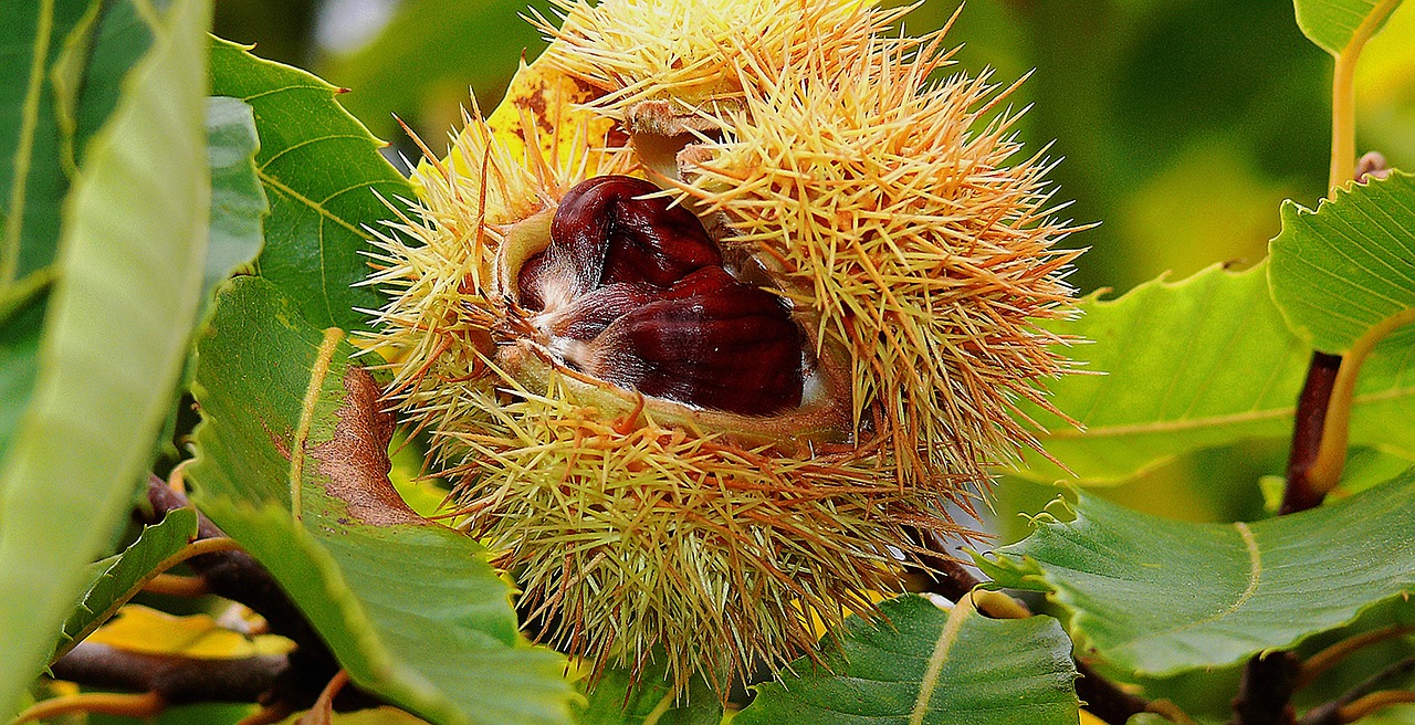 a close up of a fruit on a tree, a photo, by Jan Rustem, hurufiyya, chestnut hair, giant flower head, eating, [ closeup ]!!