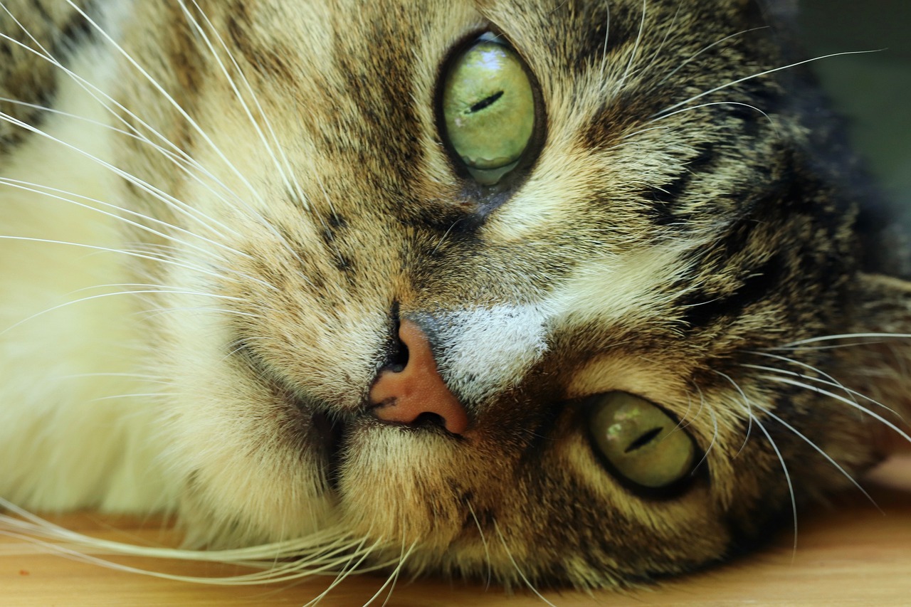 a close up of a cat laying on a table, flickr, animal nose, closeup of an adorable, wideangle pov closeup, detailed hd