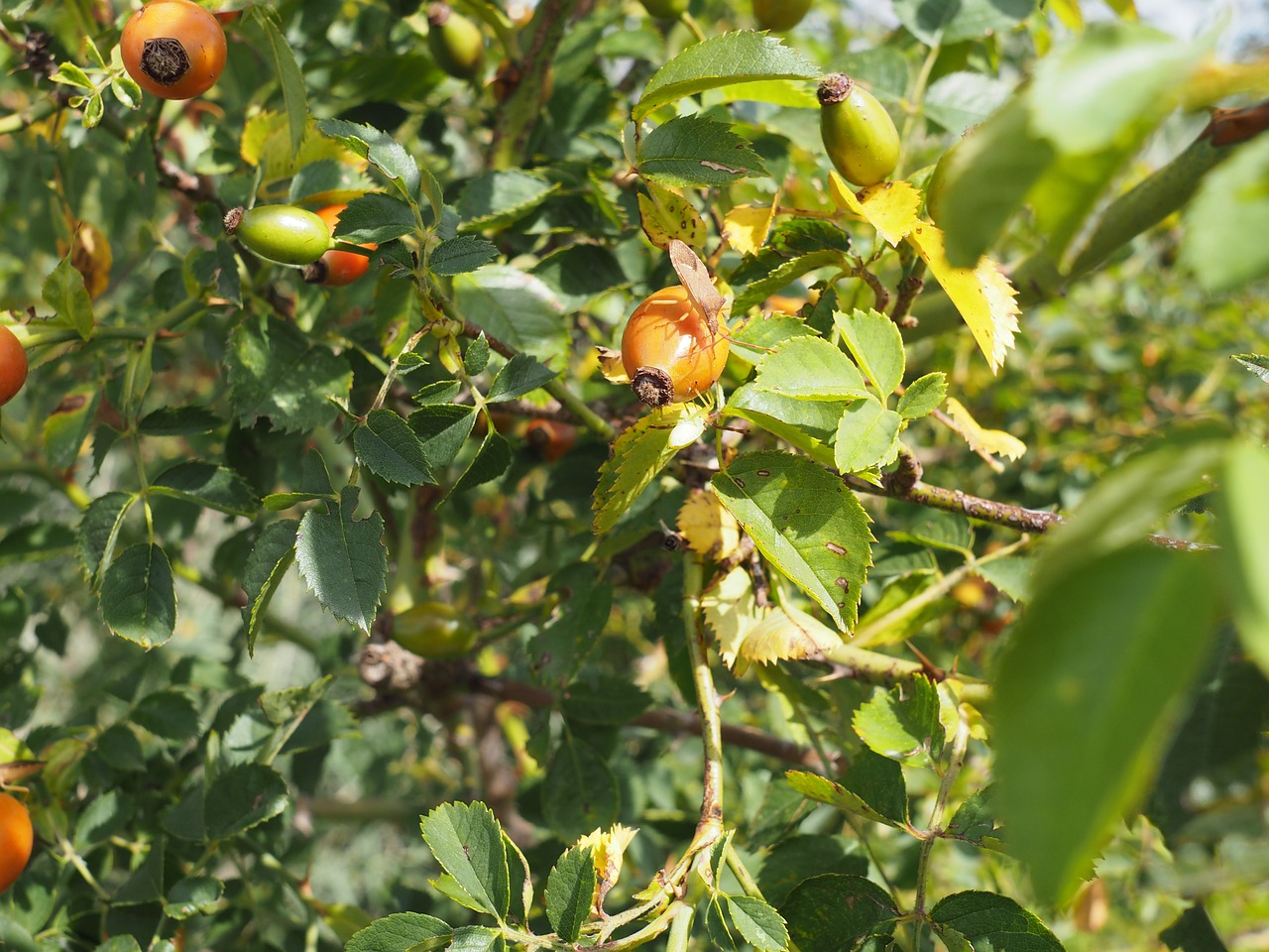 a close up of a bunch of fruit on a tree, bauhaus, natural point rose', closeup photo, wide shot photo, yellowed with age