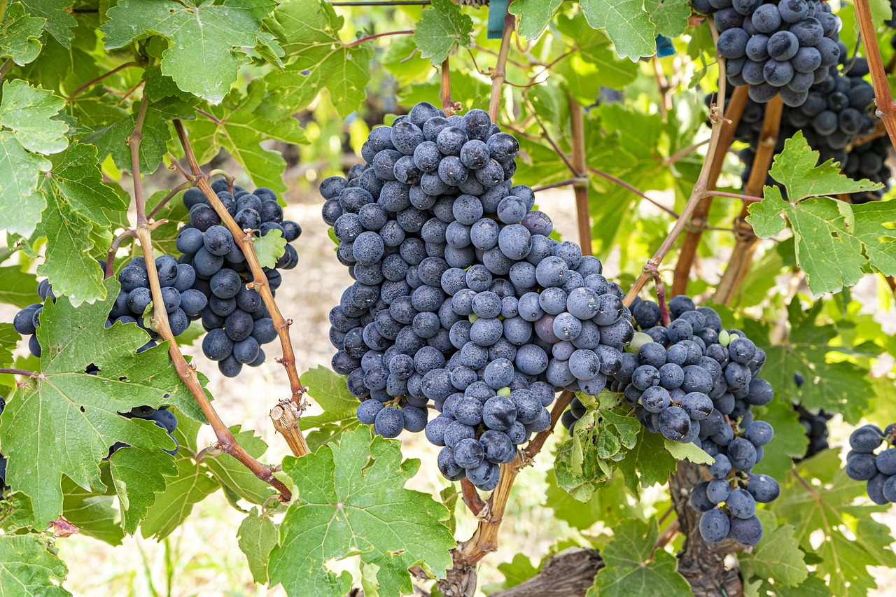 a close up of a bunch of grapes on a vine, figuration libre, high quality product image”