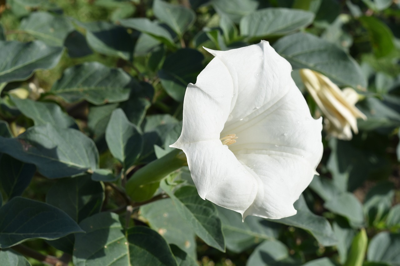 a white flower sitting on top of a lush green field, inspired by Carpoforo Tencalla, hurufiyya, morning glory flowers, devil's horns, high quality product image”, bells