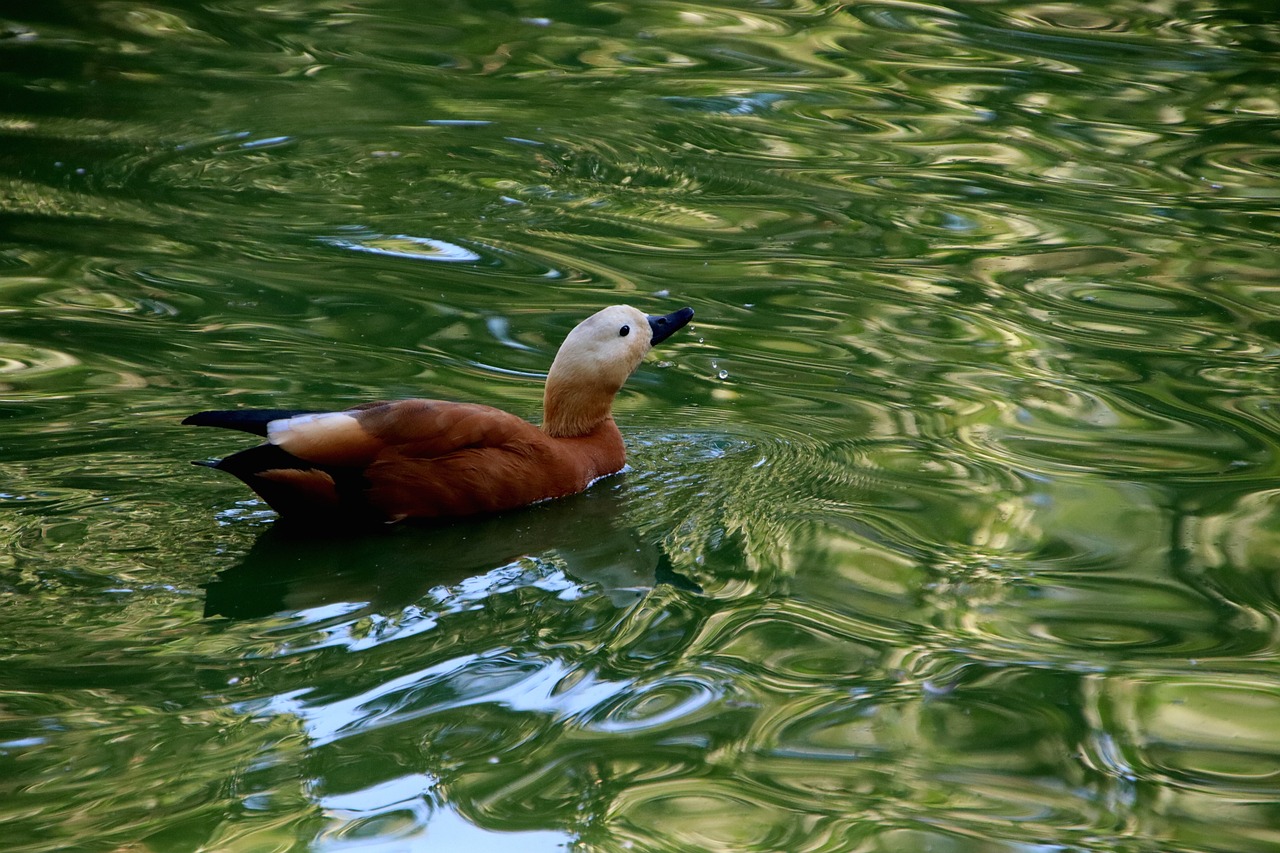 a duck floating on top of a body of water, a photo, pixabay, hurufiyya, photo photo, a blond, bronze!! (eos 5ds r, green water