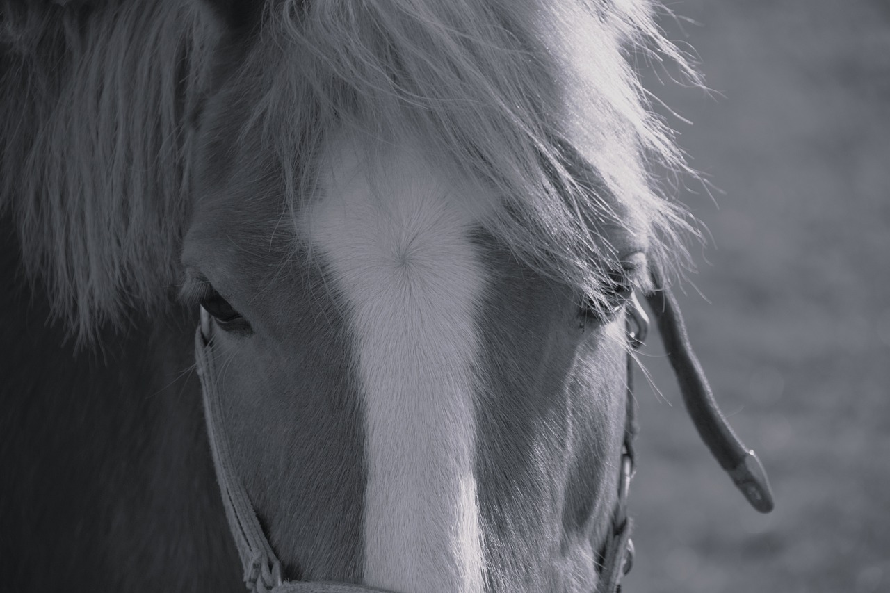 a black and white photo of a horse, a black and white photo, closeup photo, short light grey whiskers, high details photo