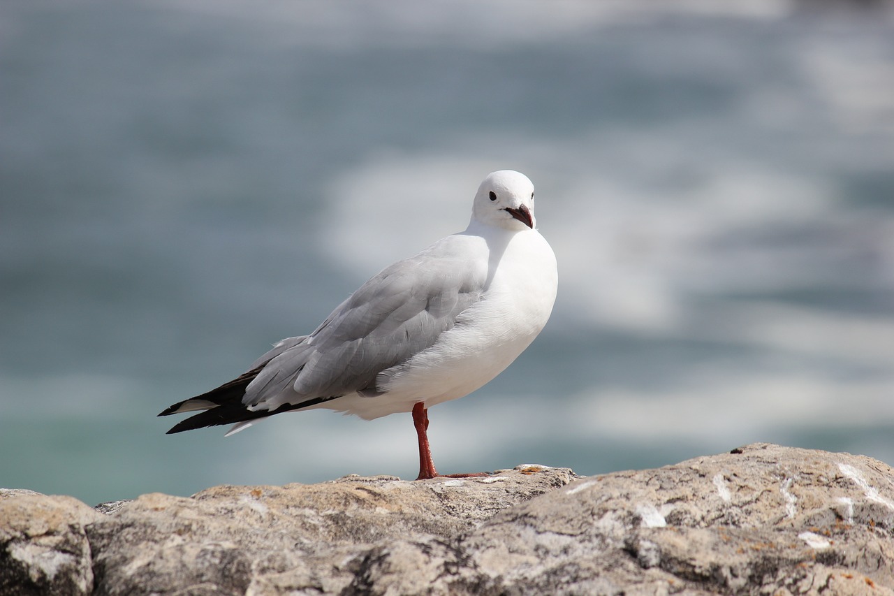 a seagull standing on a rock near the ocean, a portrait, trending on pixabay, arabesque, australian, watch photo