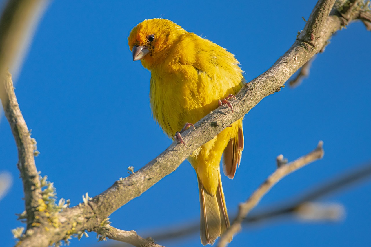 a yellow bird sitting on top of a tree branch, by Peter Churcher, wikimedia commons, yellow-orange, an afghan male type, broody
