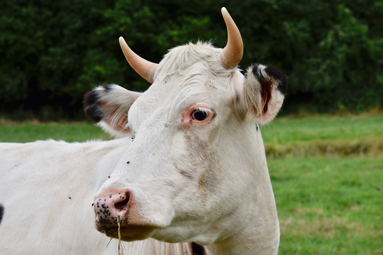 a white cow standing on top of a lush green field, a picture, by Karel Štěch, pixabay, renaissance, face of an ox, spaghetti in the nostrils, white freckles, close up portrait photo