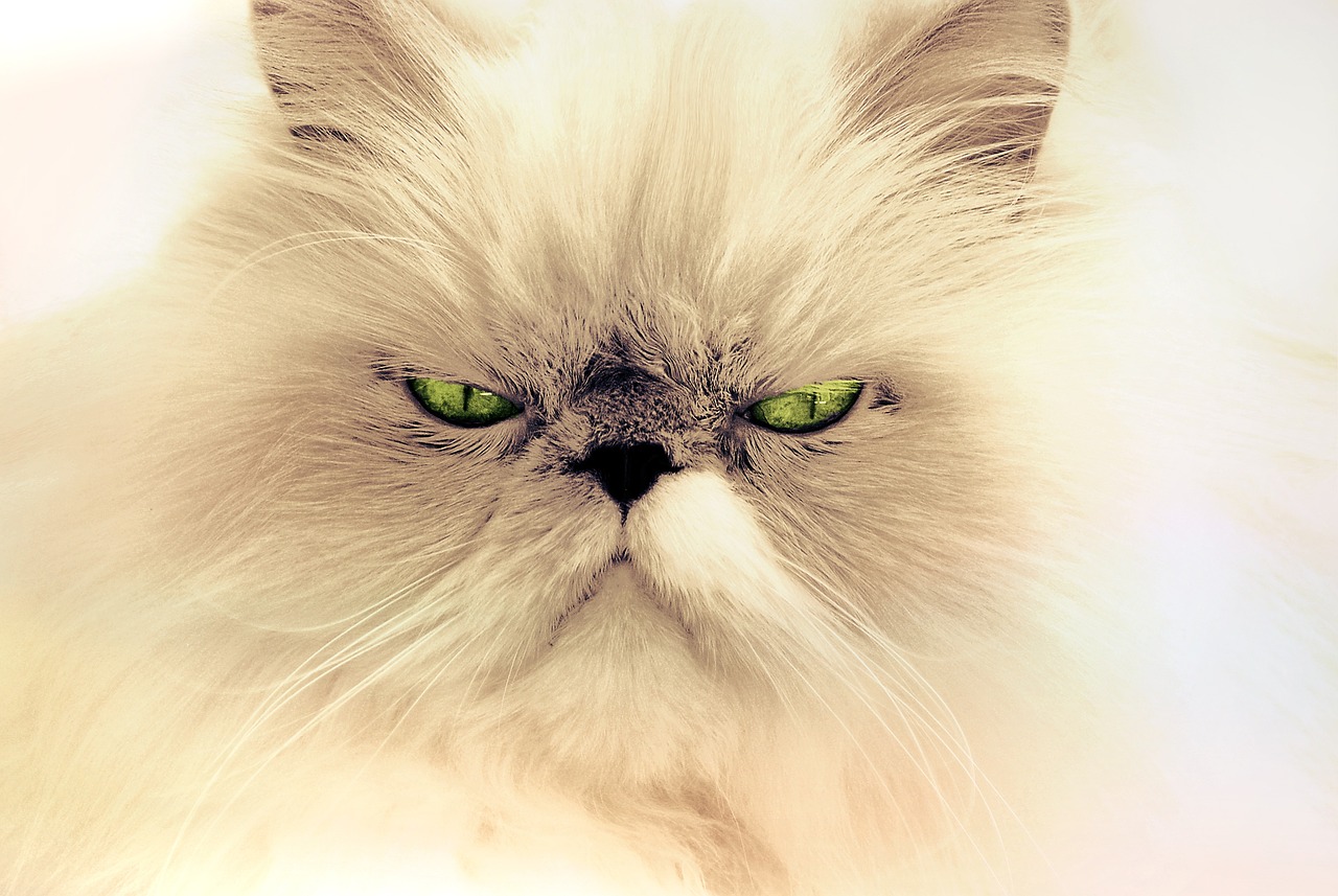 a close up of a cat with green eyes, a colorized photo, by Matija Jama, trending on pixabay, furry art, angry frown, portrait of albino mystic, persian cat, showing anger