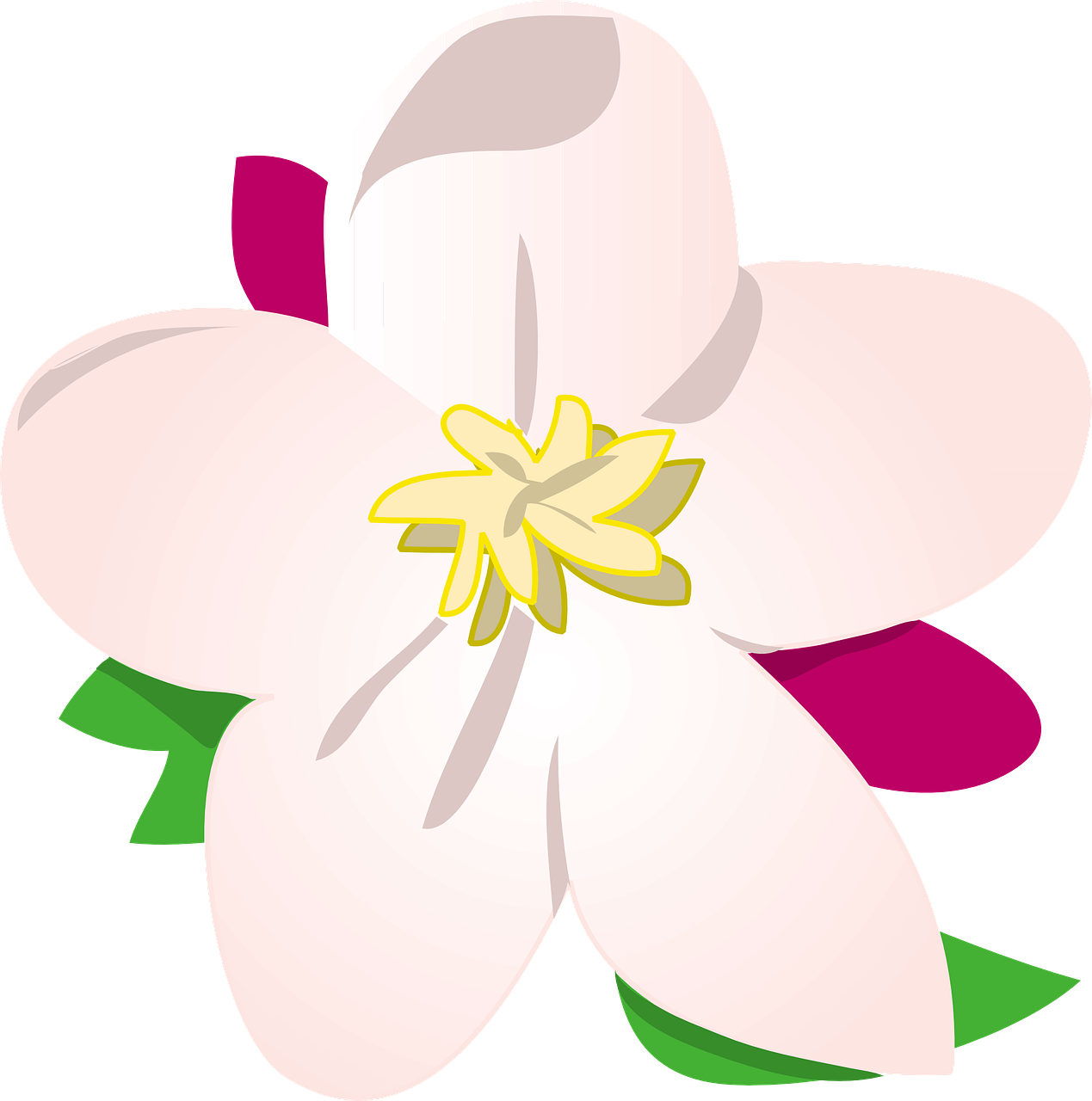 a white flower with green leaves on a white background, an illustration of, inspired by Masamitsu Ōta, white and pink, fully colored, vanilla, lemon
