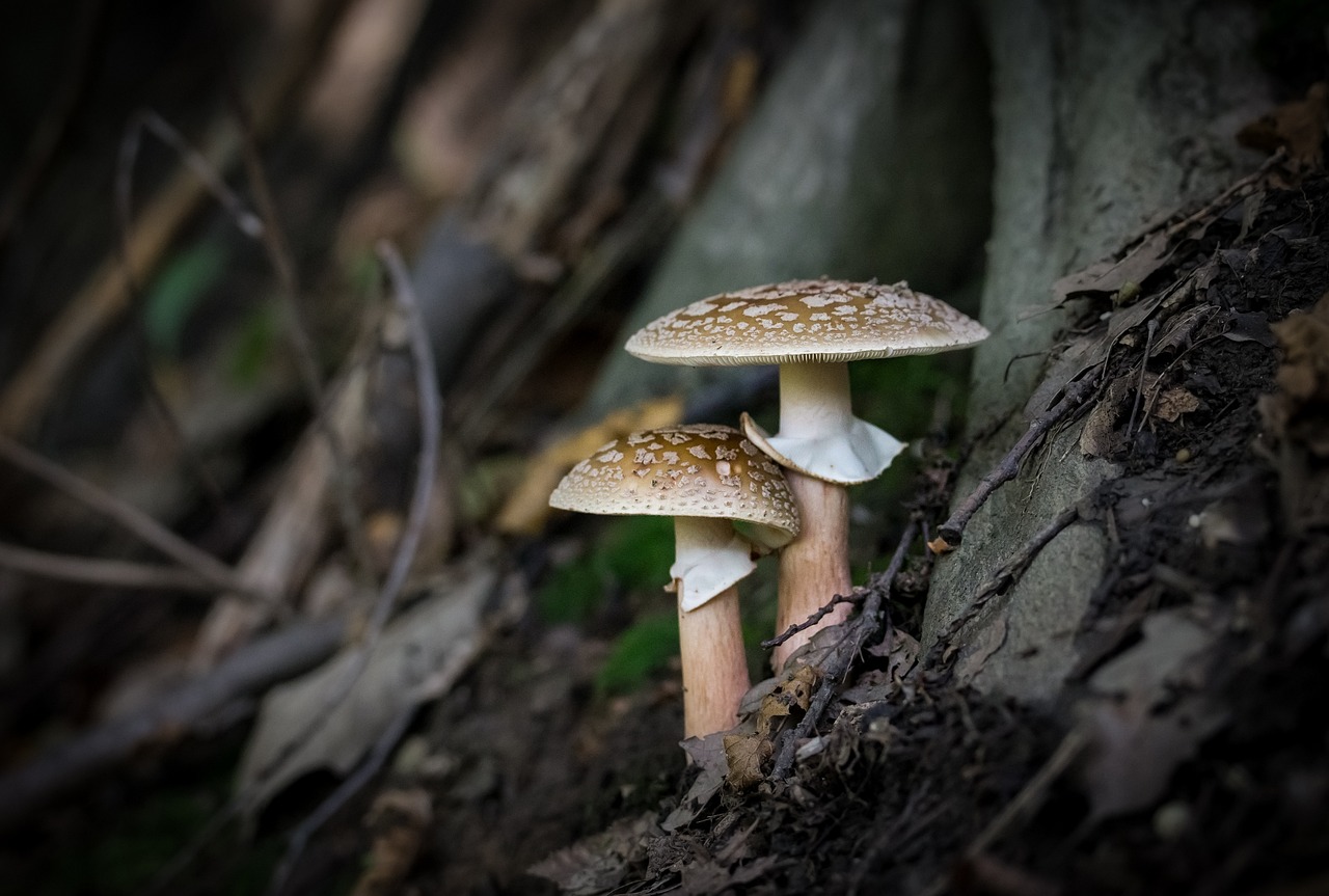 a couple of mushrooms sitting on top of a tree, a macro photograph, by Adam Chmielowski, pixabay, renaissance, on forest path, modern high sharpness photo, damp, two small horn on the head