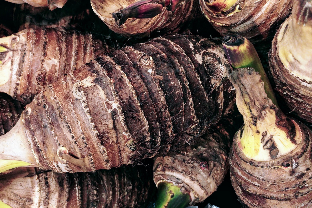 a close up of a bunch of root vegetables, sōsaku hanga, palm skin, ap photo, larvae, striped