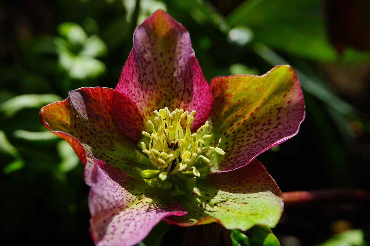 a close up of a flower on a plant, by Dave Melvin, green magenta and gold ”, mottled coloring, 1 female, reddish