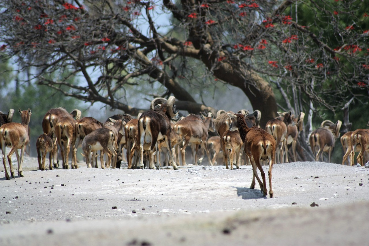 a herd of animals walking down a dirt road, by Dietmar Damerau, mingei, ram antlers, sweet acacia trees, very sharp photo