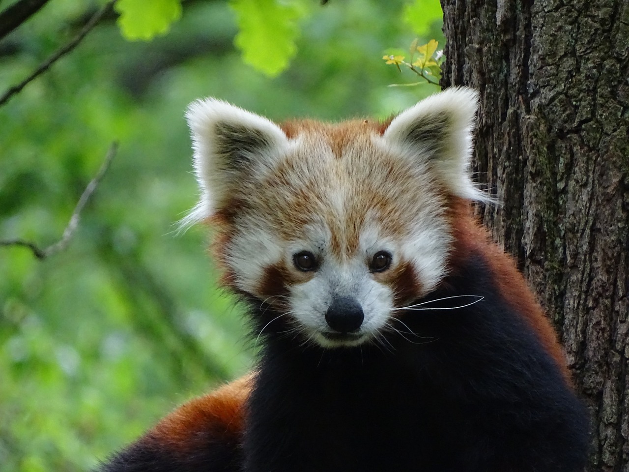 a close up of a red panda near a tree, reddit, wikimedia commons, it has a red and black paint, looking upwards, looking back at the camera