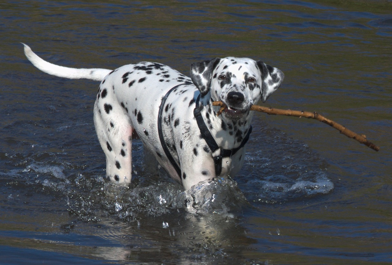a dalmatian dog carrying a stick in the water, pixabay, dada, proper shading, 2 0 1 0 photo, cruella devil, cowboy