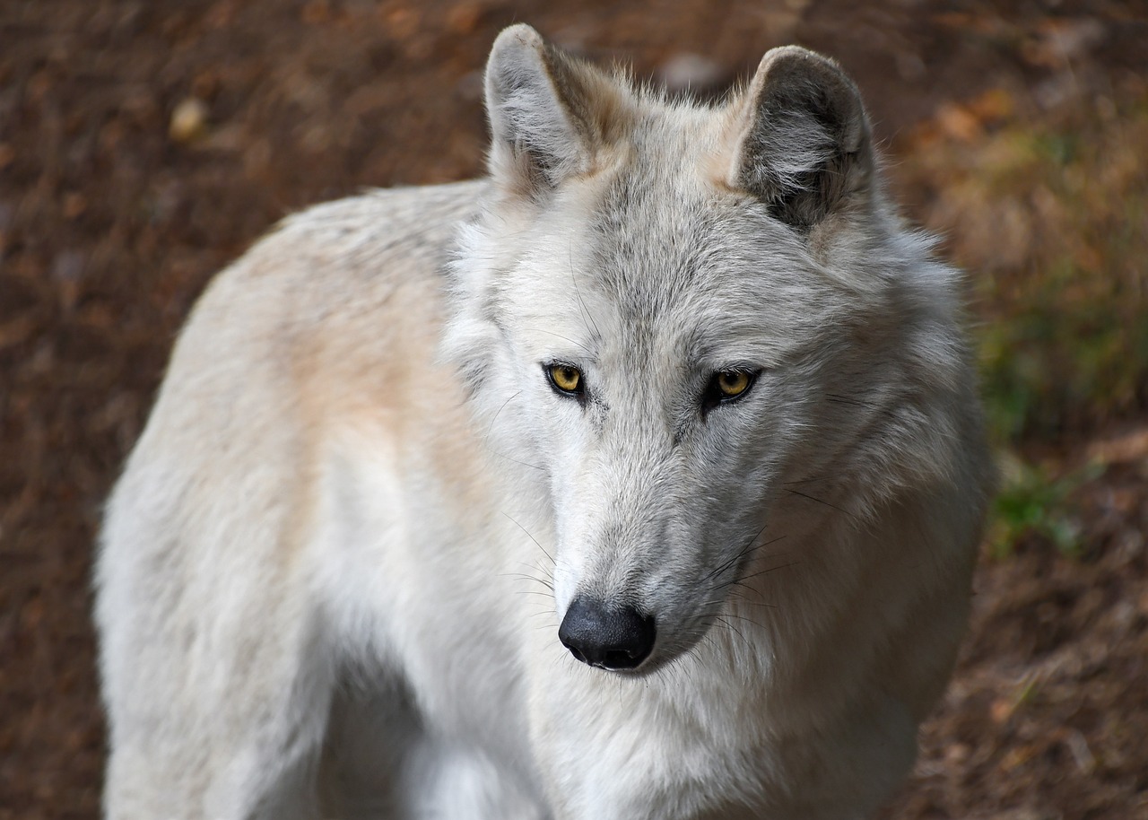 a close up of a wolf looking at the camera, by Dan Luvisi, beautiful female white, goldenwolf, alternate angle, anthropology photo”