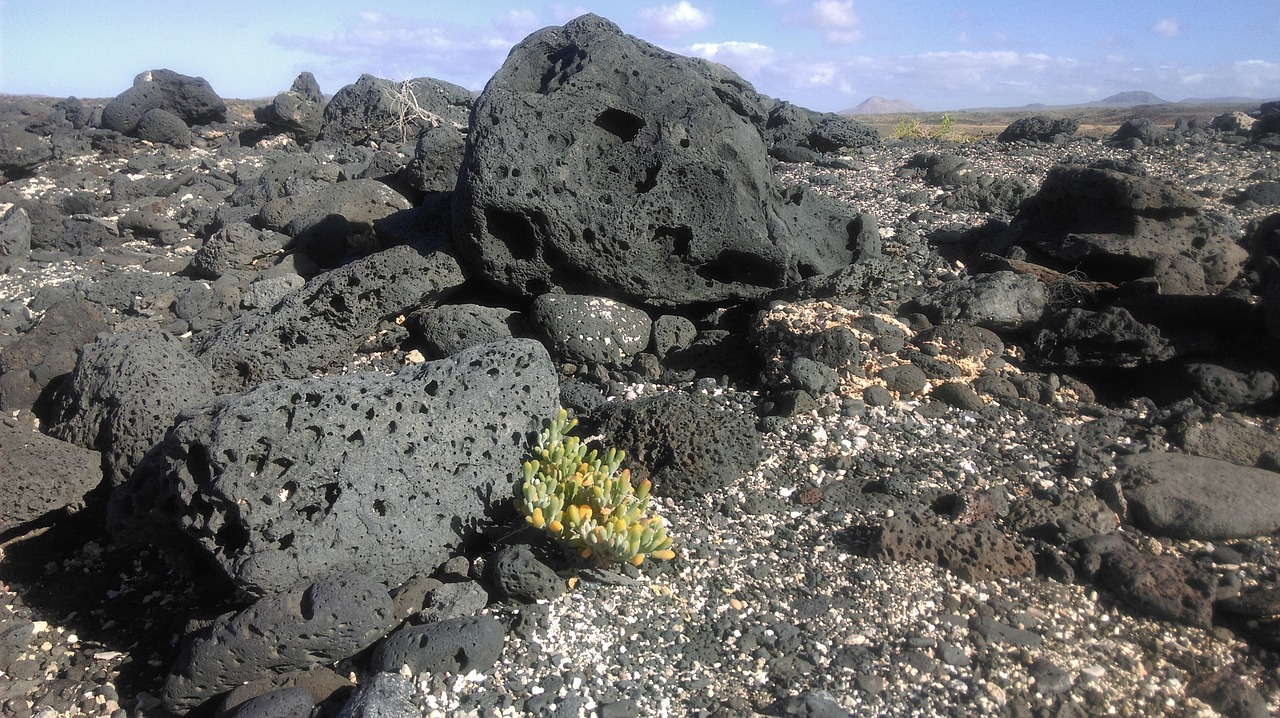 a plant that is growing out of some rocks, a photo, by Kathleen Scott, lava field, black tar particles, wikimedia commons, [ realistic photo ]!!