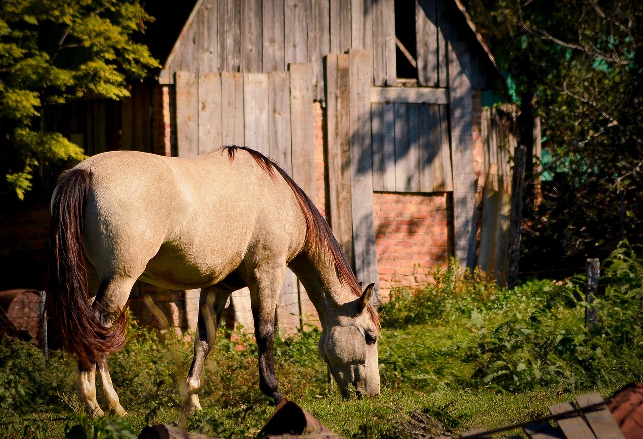 a horse eating grass in front of a barn, a picture, by Jan Rustem, pixabay, dappled afternoon sunlight, ukraine. photography, an abandoned old, amongst foliage