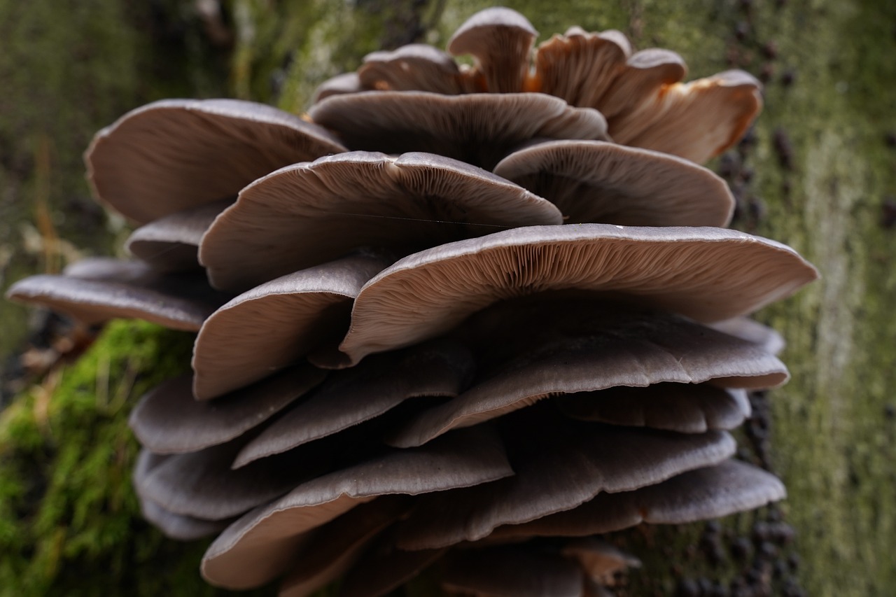a close up of a bunch of mushrooms on a tree, a macro photograph, by Dietmar Damerau, pixabay, stacked image, hyperdetailed illustration, ruffles, paddy boehm