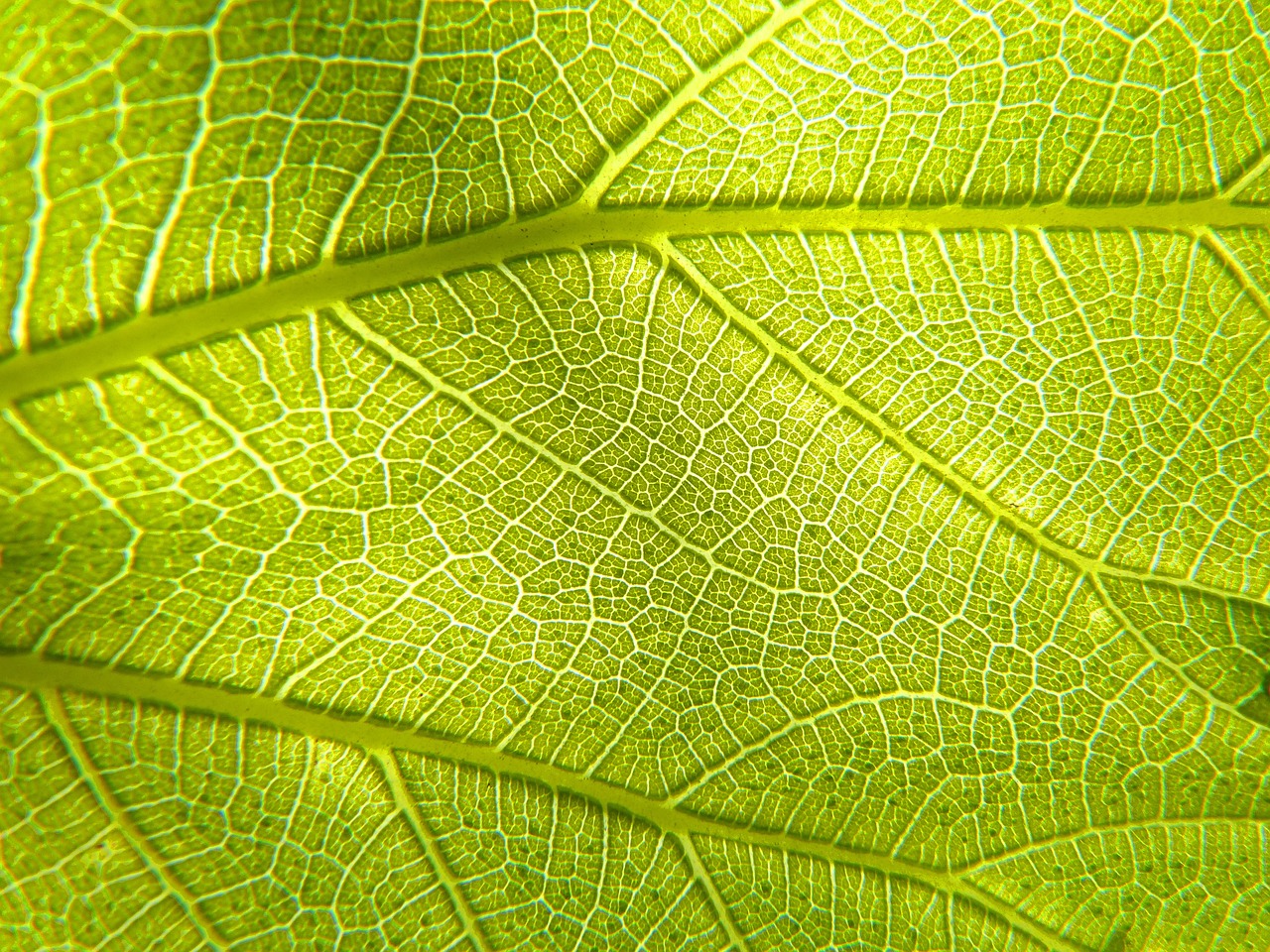 a close up view of a green leaf, by Jan Rustem, iphone wallpaper, backlighted, mega-detailed, taken with a pentax k1000