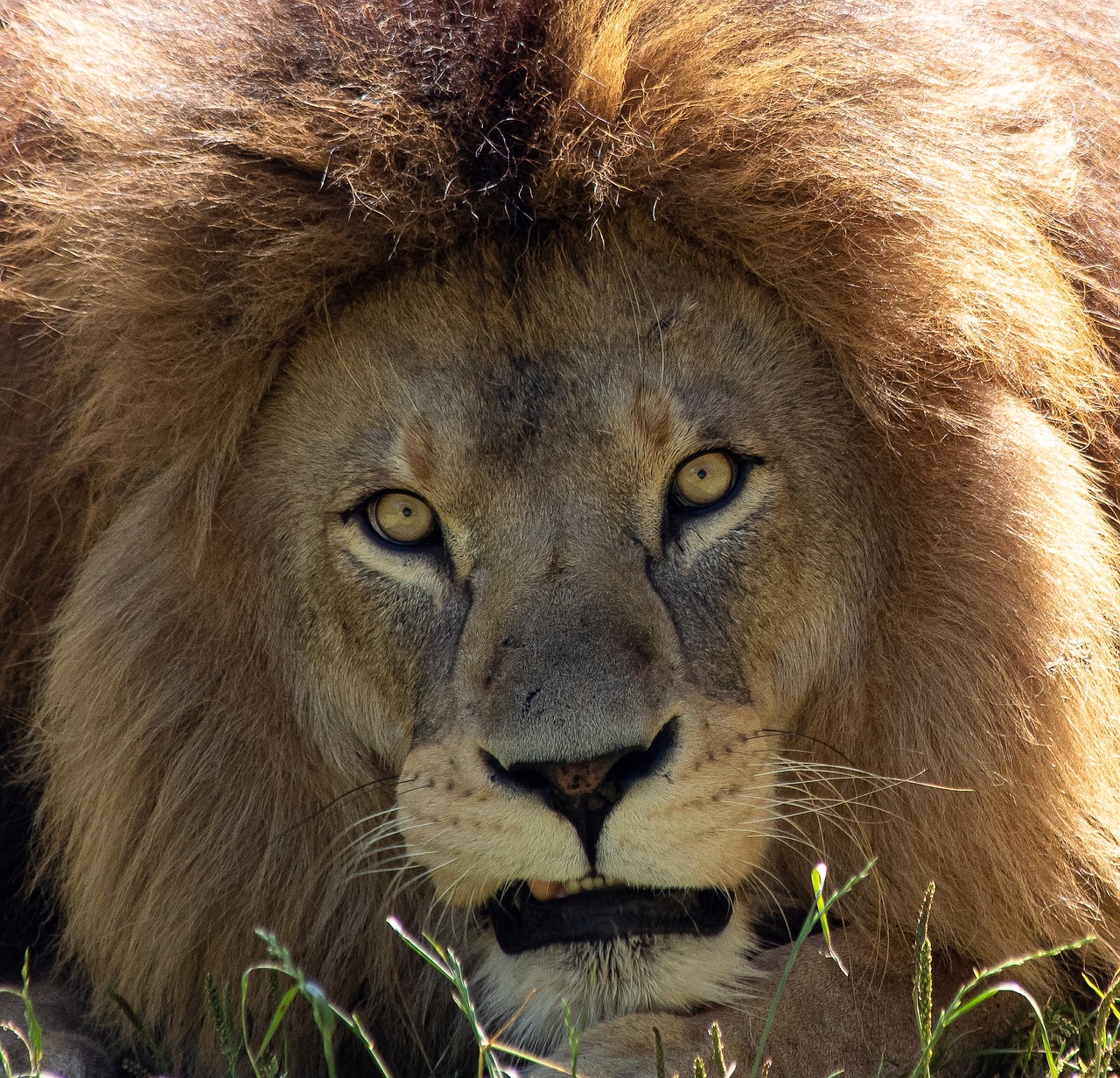 a close up of a lion laying in the grass, large yellow eyes, third lion head, with the mane of a lion, avatar image