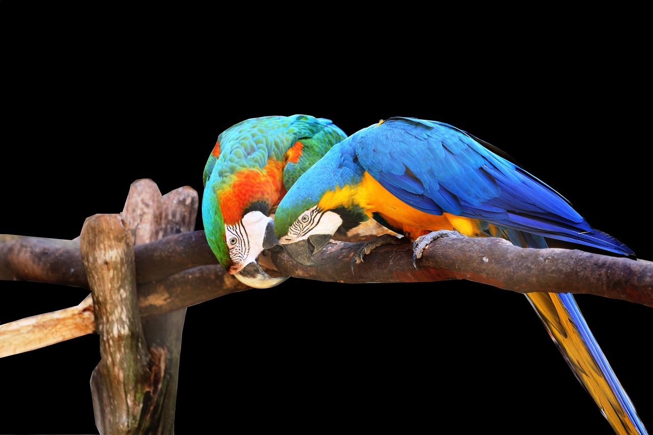 a couple of colorful birds sitting on top of a tree branch, by Dave Melvin, pixabay, romanticism, resting after a hard fight, eating, orange and teal color, wooden