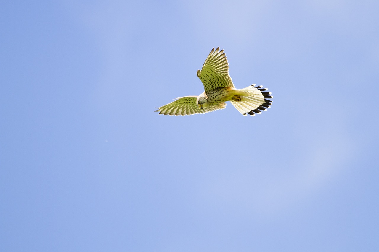 a bird that is flying in the sky, a photo, green head, modern very sharp photo