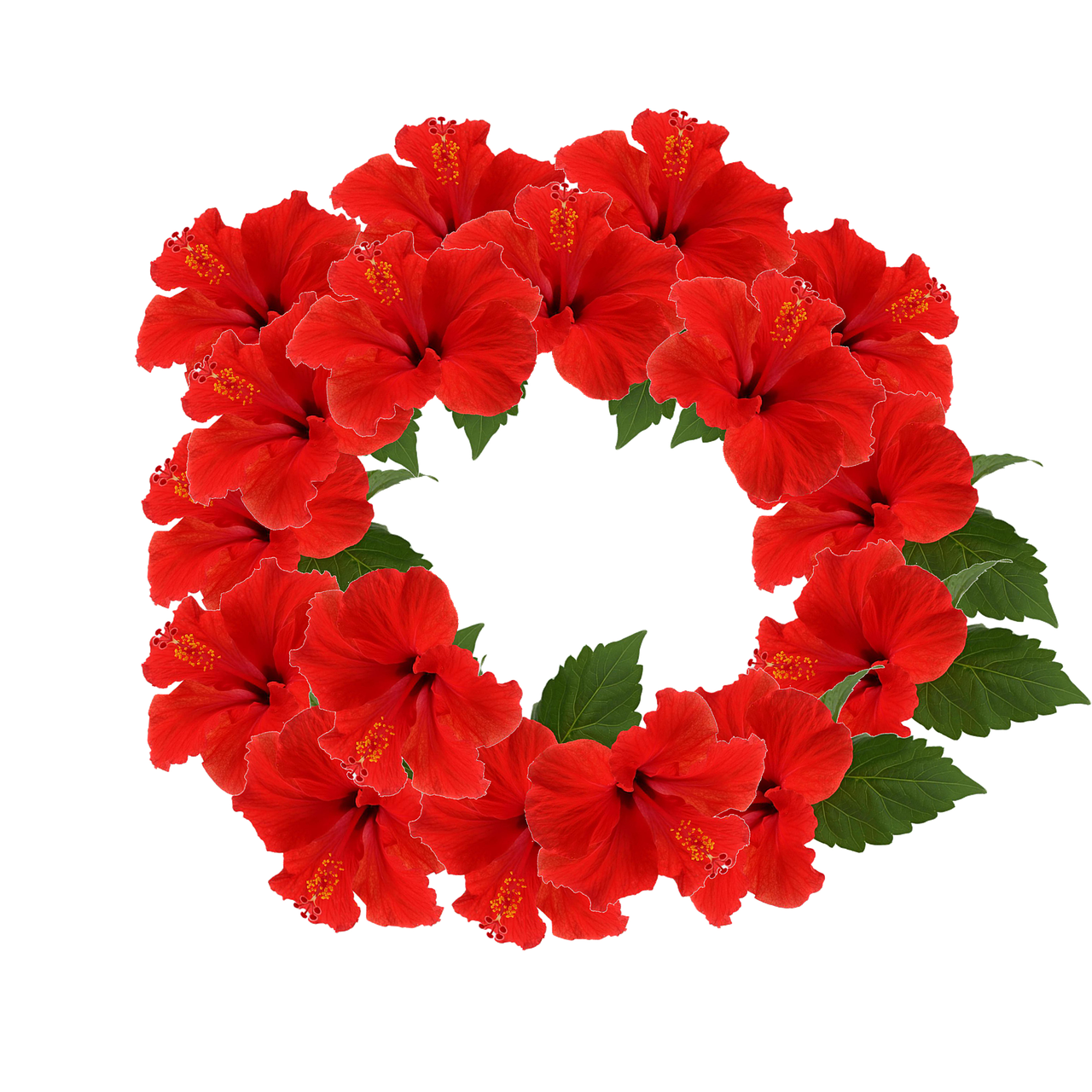 a wreath of red flowers on a black background, a digital rendering, hurufiyya, hibiscus flowers, ¯_(ツ)_/¯, image dataset, path traced