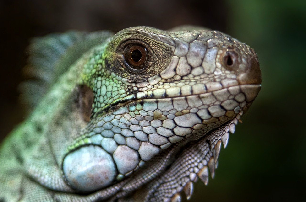 a close up of a lizard's face with a blurry background, by Adam Marczyński, pixabay, renaissance, blue-green fish skin, pale white detailed reptile skin, highly intricate detailed, peruvian looking